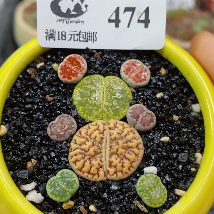 奕*生石花花花花花花花474