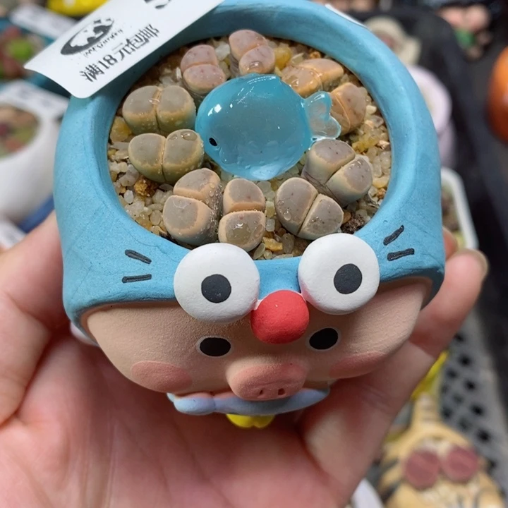 农夫的花园生石花577