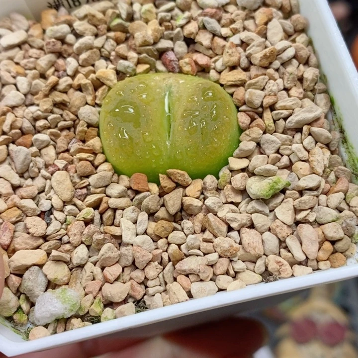 农夫的花园生石花582