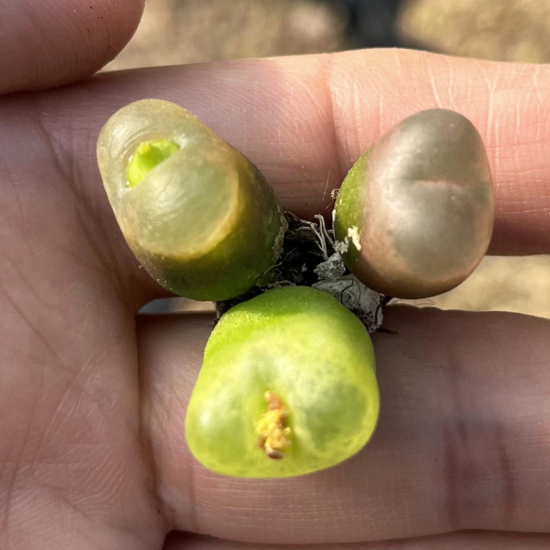 4颗母本毛汉尼 肉锥