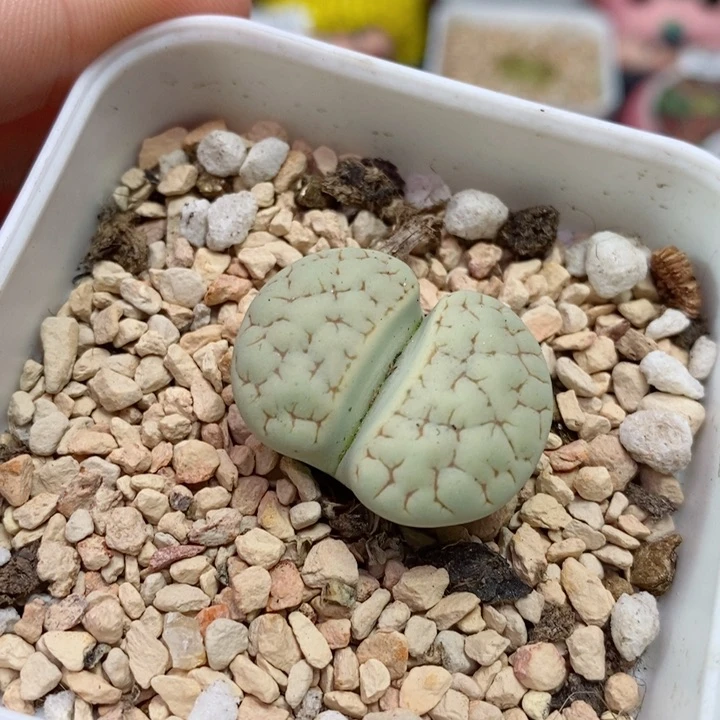 S****n7号生石花花花花开