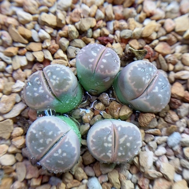 107号生石花花花花花