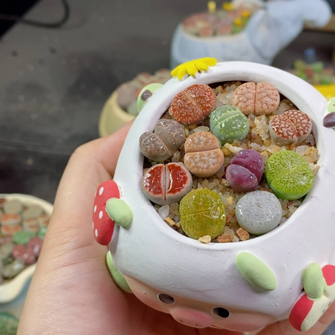 草*34号生石花花花花花花