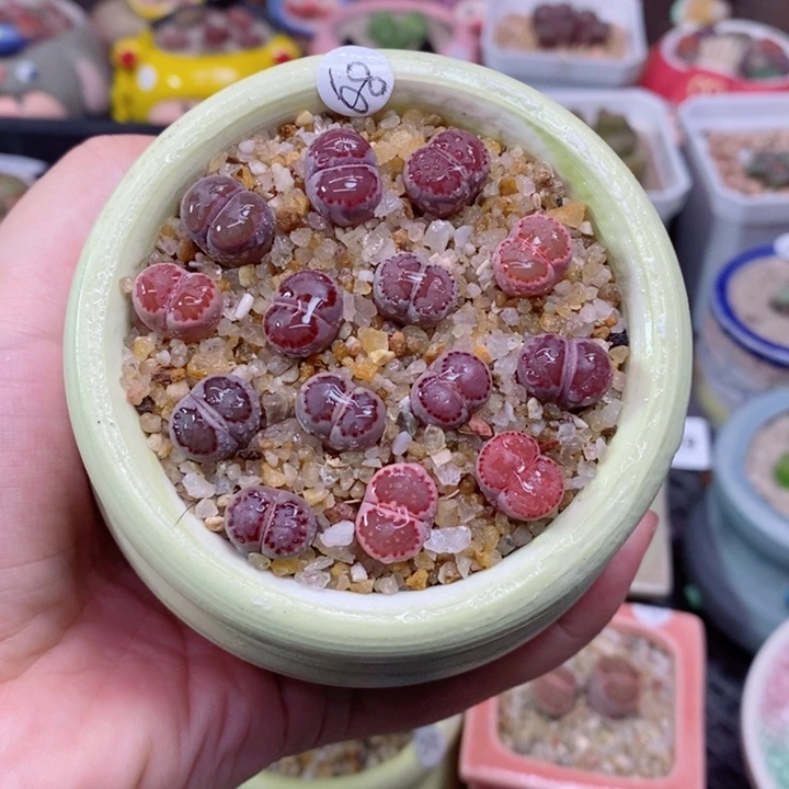 611号生石花花花花