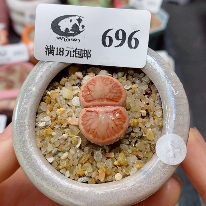 生石花花花花花花花花696