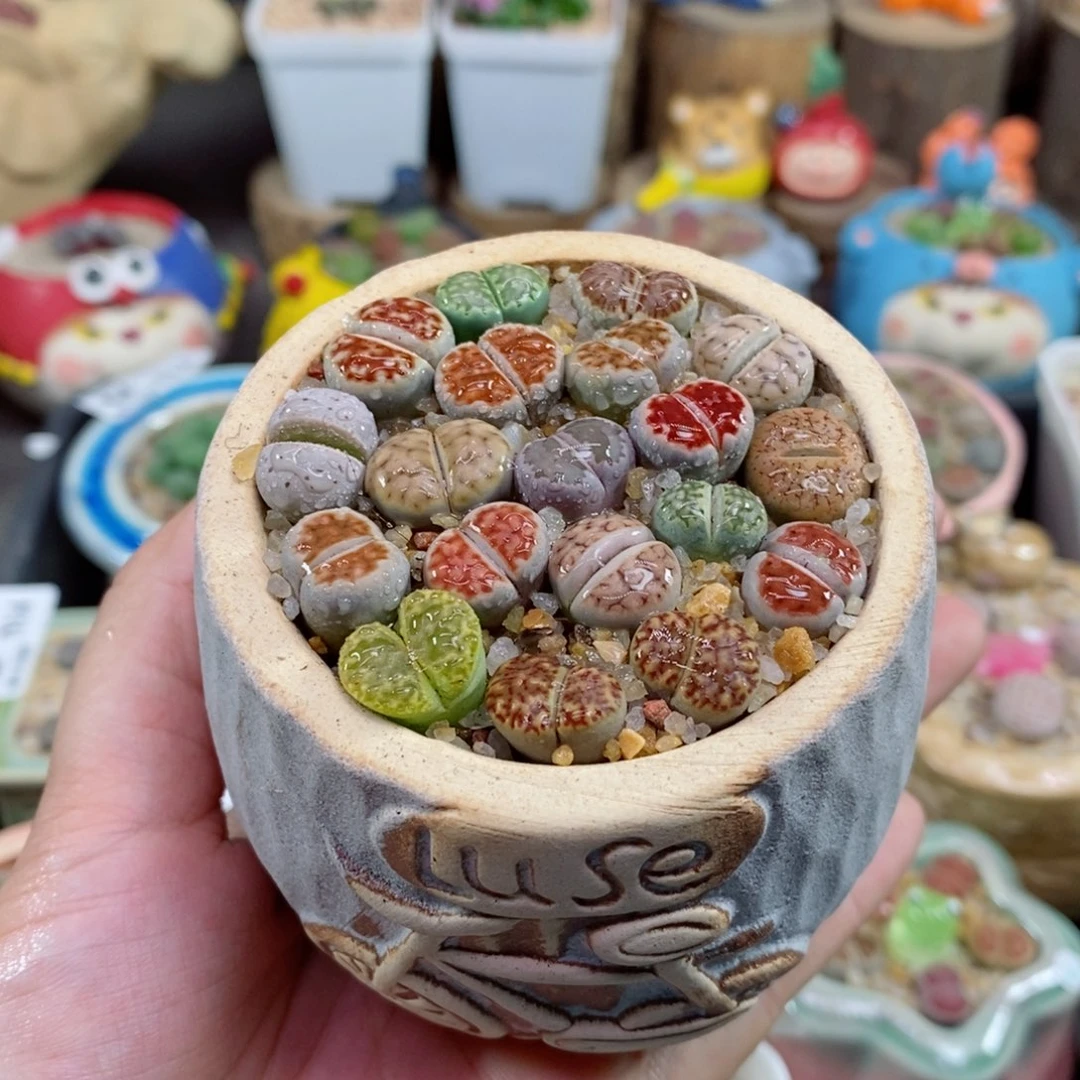 529号生石花花花花花