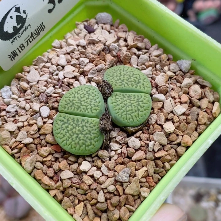 农夫的花园生石花354