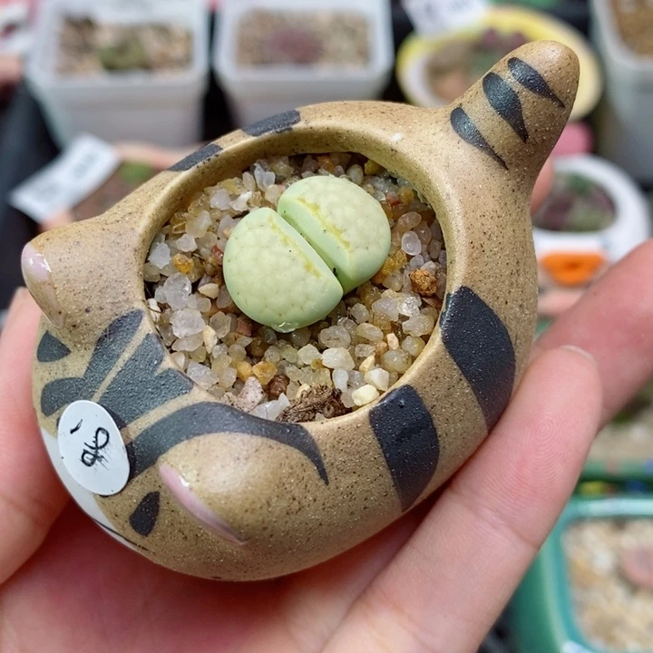 903号生石花花花花开