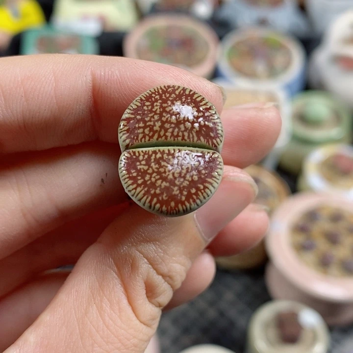 薄**铁432号生石花花花花花