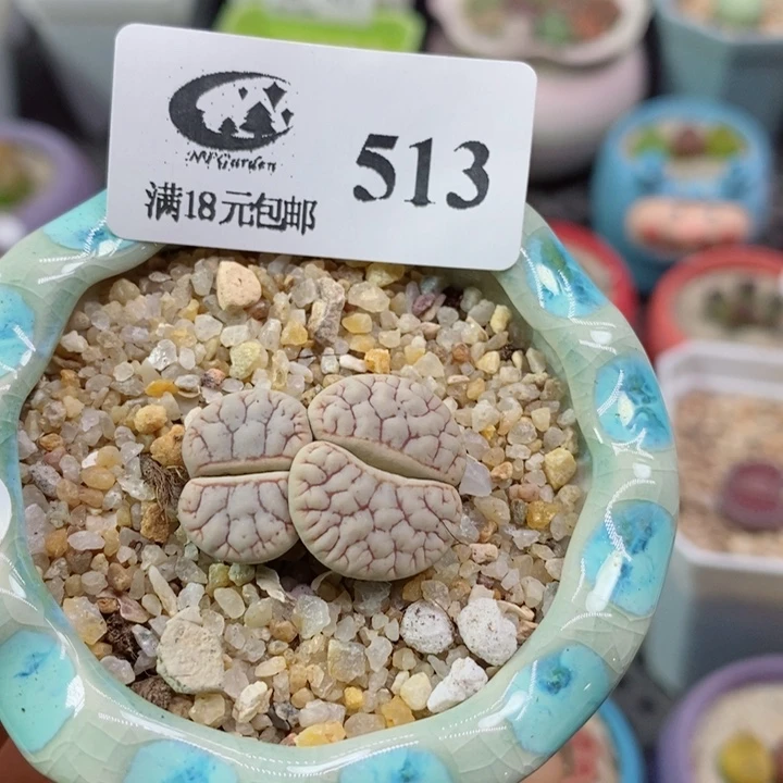 生石花花花花花花花513