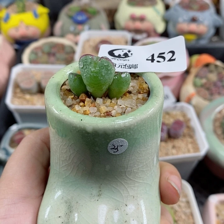 452号生石花花花花花