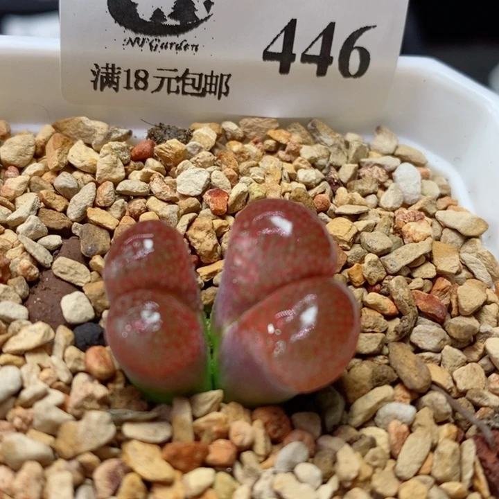 生石花花花花花花花花446