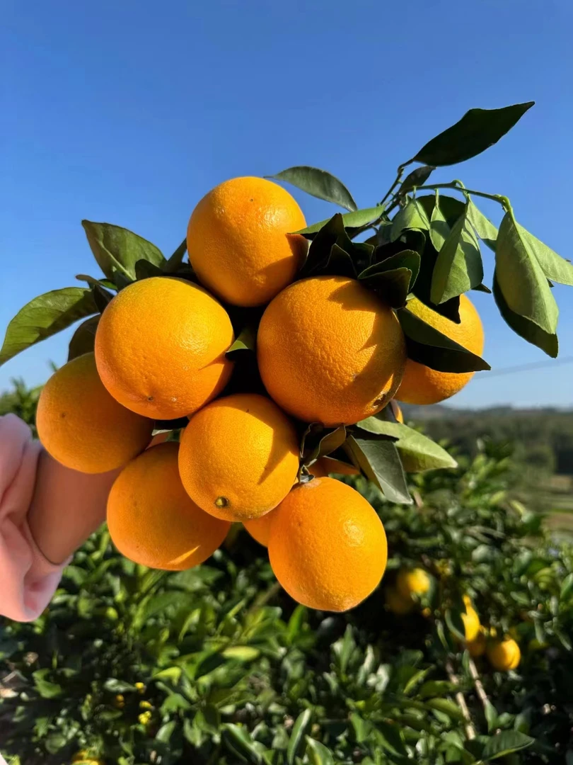 江西赣南脐橙当季天然新鲜采摘原产地现摘现发香甜可口顺丰发货