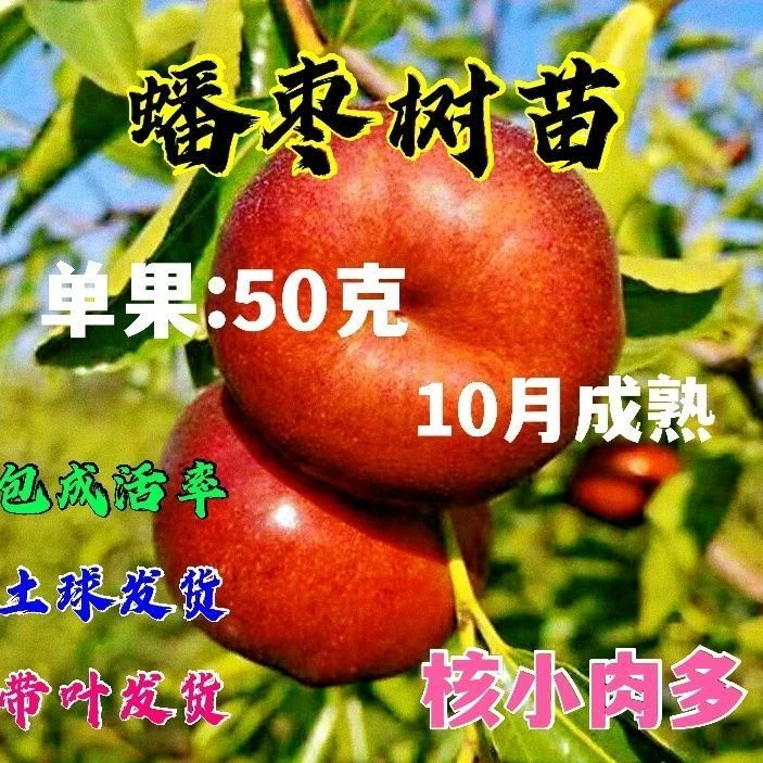 蟠枣树苗大果蟠枣苗核小肉多盆栽地栽南北方耐寒带泥浆保湿发货
