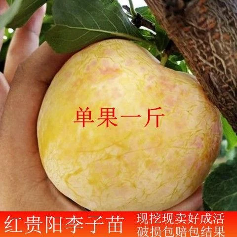 新品种特大蜂糖李子苗无核李子树苗耐旱抗寒南方北方种植苗果树苗
