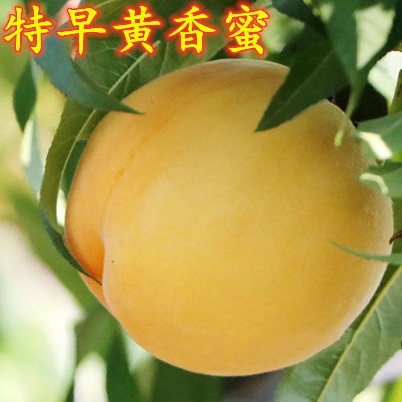 特早黄香蜜桃苗 黄桃树苗 嫁接黄桃子树苗当年结果 果大香脆浓甜