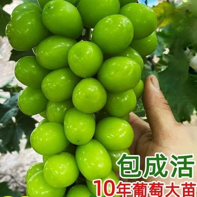 阳光玫瑰萄葡树苗葡萄树苖特大巨峰葡萄苗爬藤北南方种植果树果苗