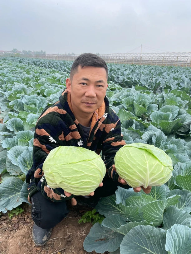 （方小鲜）湖北包菜现砍现发5斤包邮
