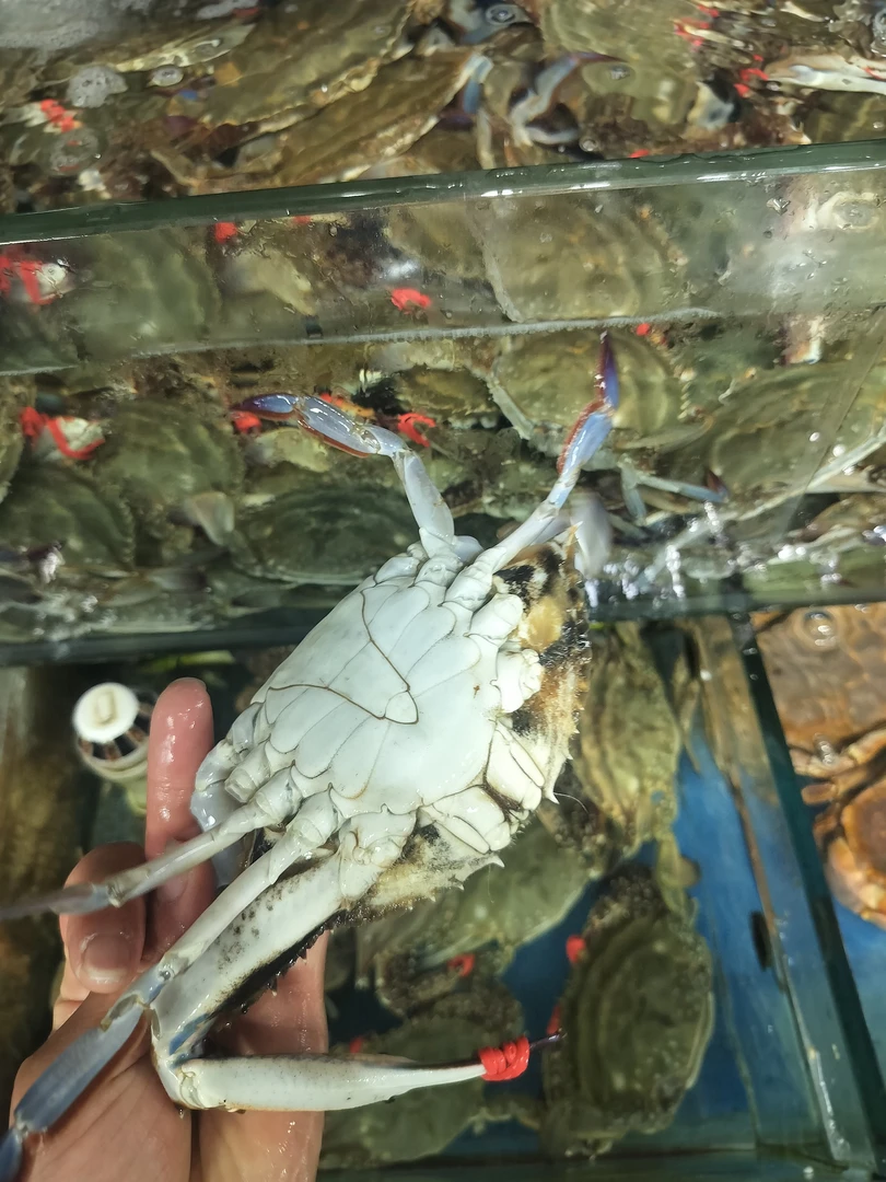 活的断腿大公梭子蟹3斤（保鲜不保活，介意勿拍）