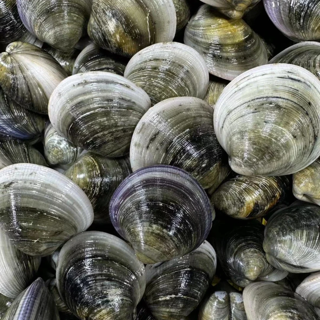 （鲜活）青蛤/斤