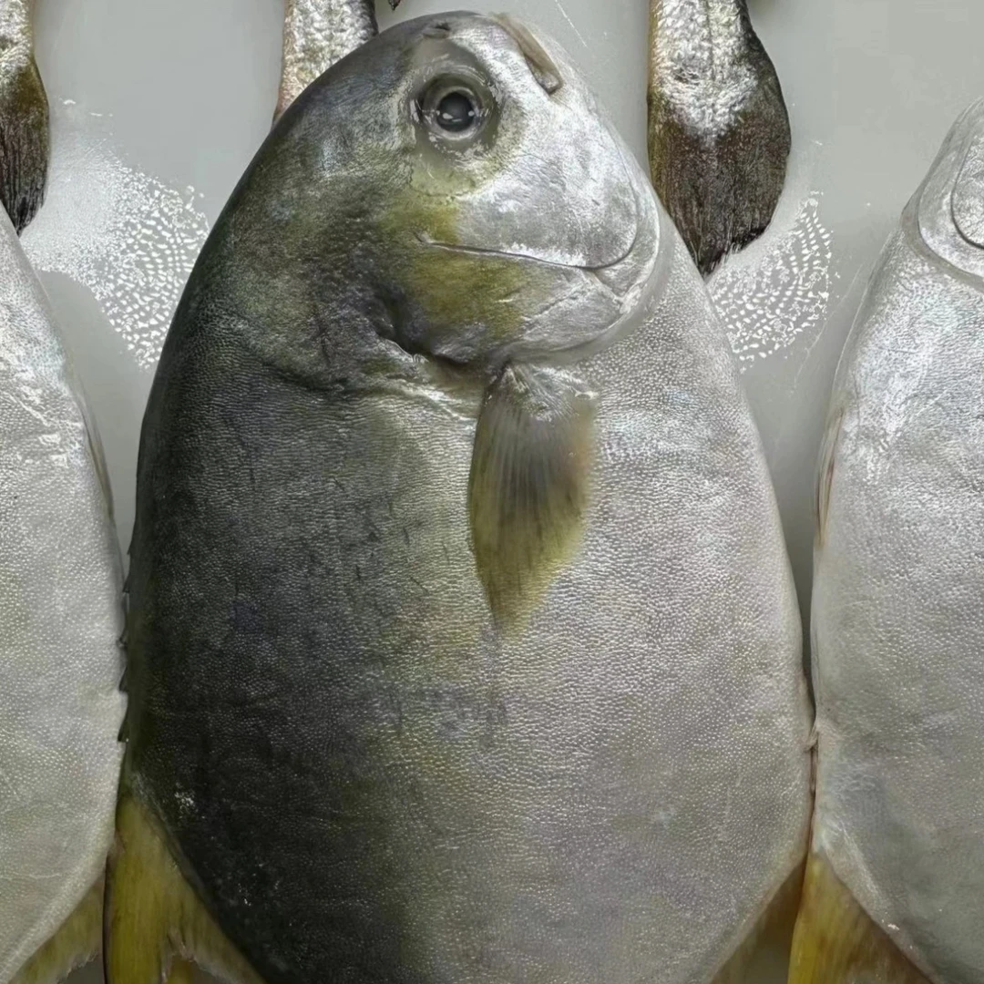 （冷冻）金昌鱼/条