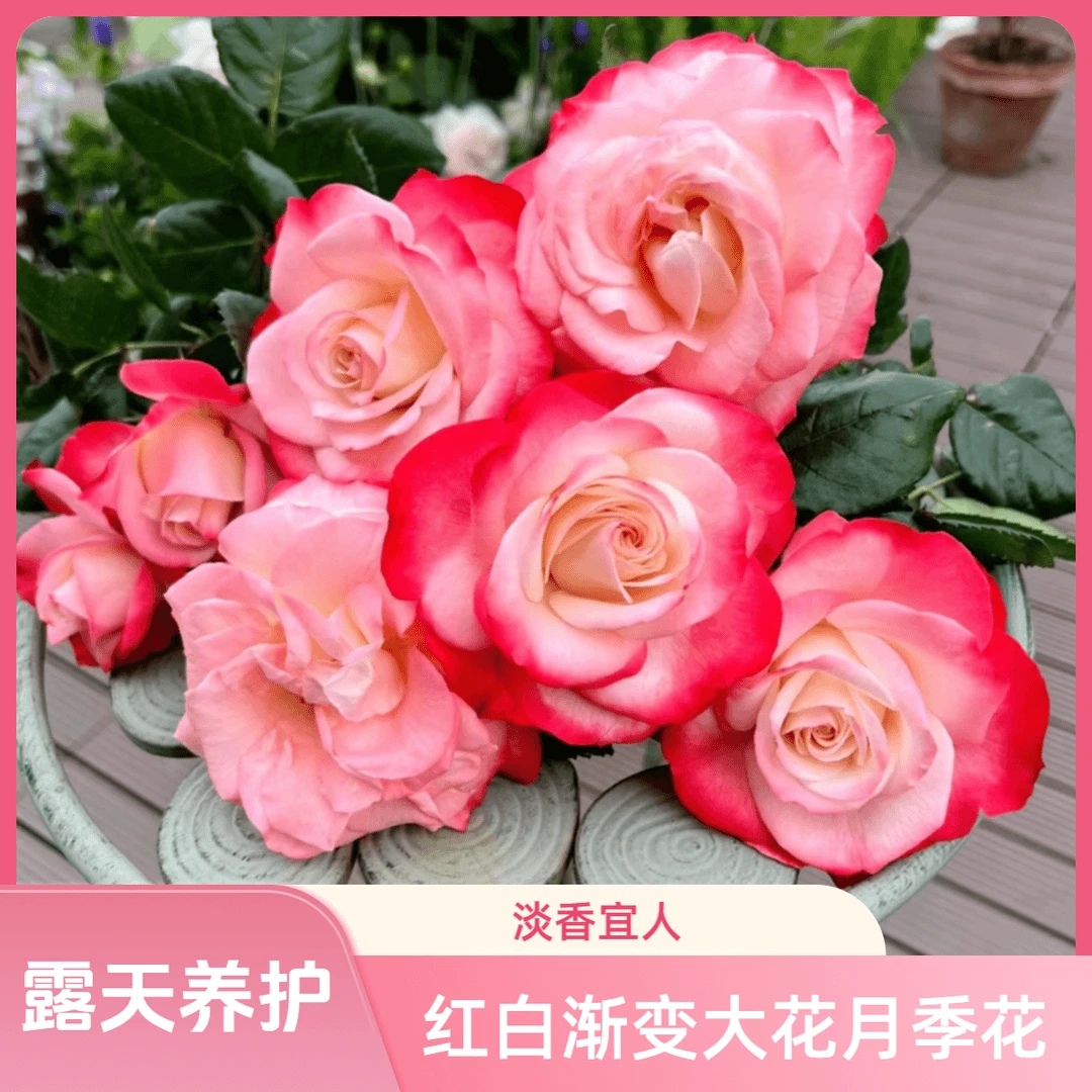【乡愁】1.5加仑2-3年露天苗带盆带土发货红白渐变大花月季花复色