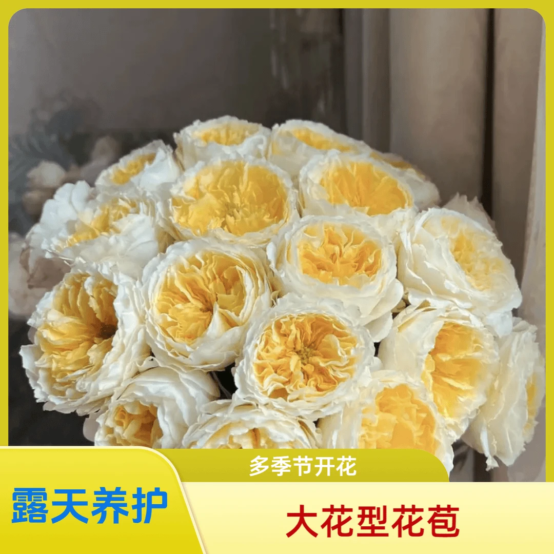 【碧翠丝】1.5加仑2-3年露天养护浓香型多季节开花精品观赏秋季花色