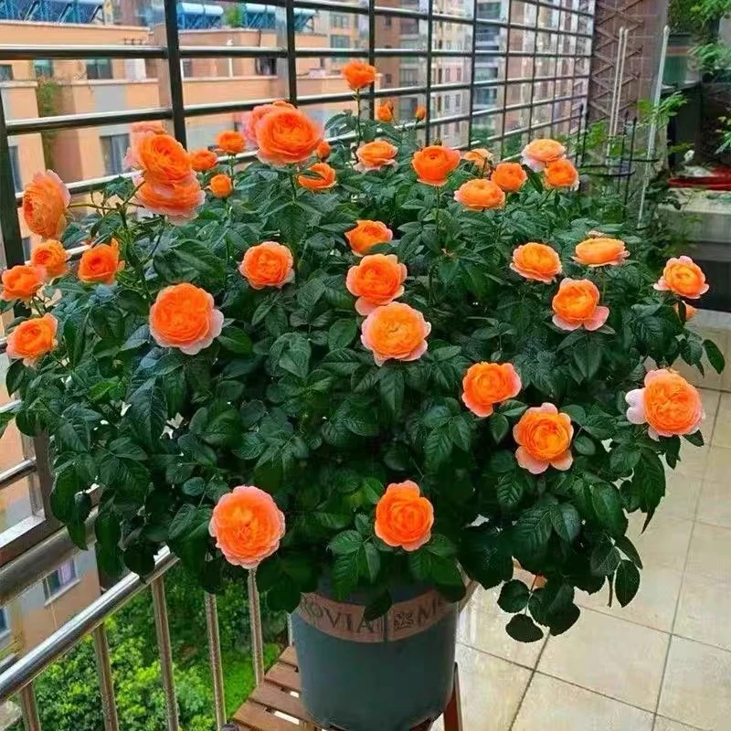 【果汁阳台】1.5加仑露天养殖2-3年盆栽橙色爆花节开花月季开花浓香