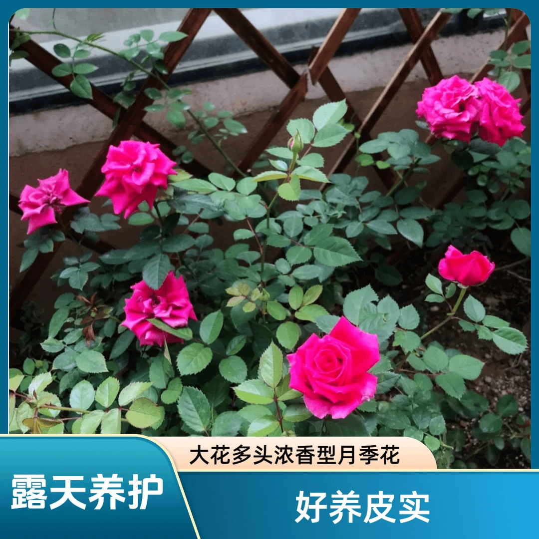 【巨蟹座】1.5加仑2-3年露天养护大花多头浓香型月季花庭院花卉阳台