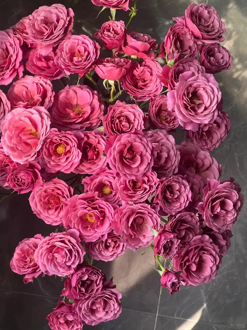 【葵】1.5加仑露天养殖2-3年多季开花月季花阳台庭院花卉花苗复古花