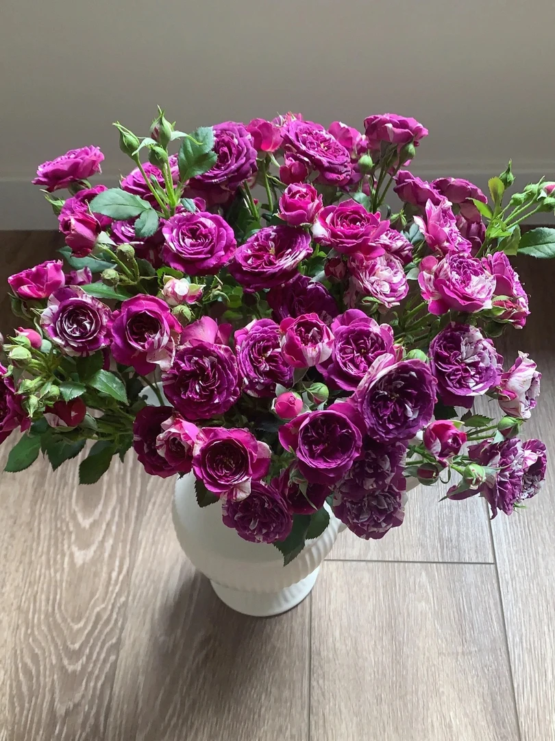 【芬芳宝石】1.5加仑露天养殖2-3年浓香多头勤花月季四季开花灌木花