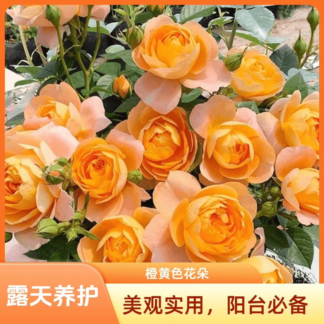 【果汁阳台】1.5加仑2-3年露天苗带盆带土发繁花浓香花园大苗四季开