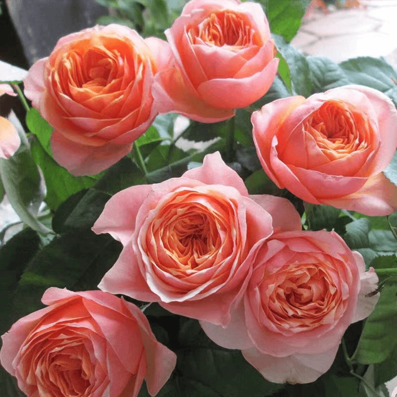 【温柔珊瑚心】1.5加仑露天养殖2-3年月季花苗情庭院花卉绿栽种养护