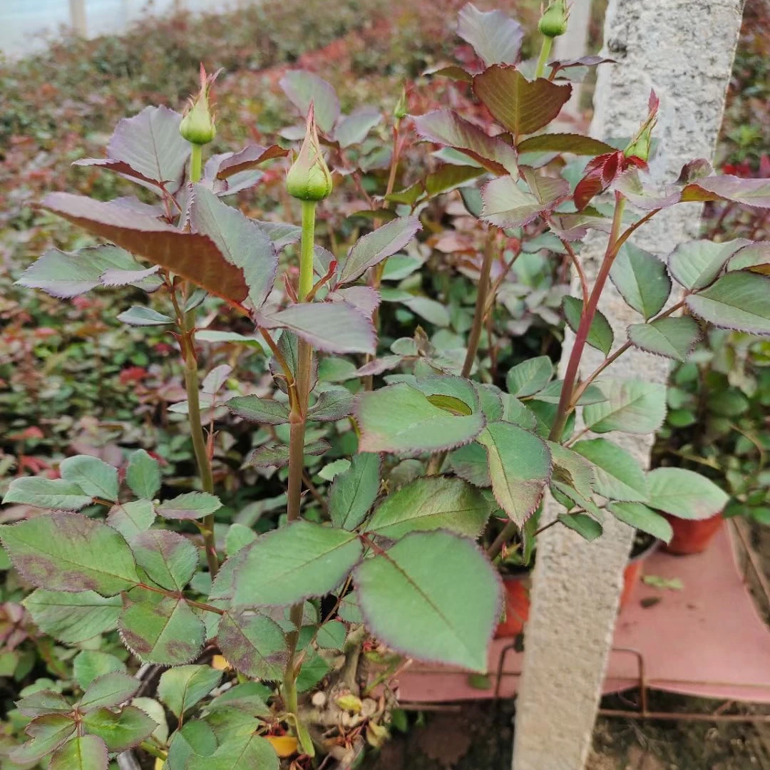 【一物一拍2加仑棒棒糖月季】四季开花大苗月季花【备注4位尾号】