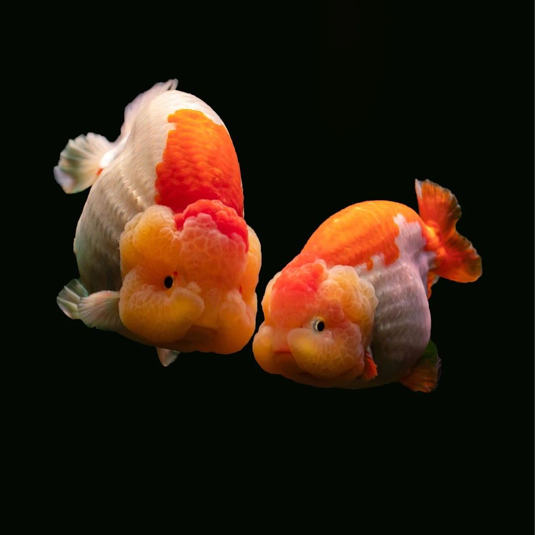 【阿布说鱼】410~500元直播选鱼链接（兰寿金鱼）顺丰快递不包邮