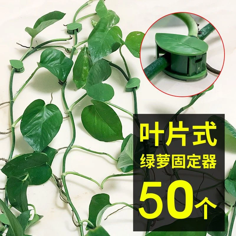 绿萝爬墙固定器无痕爬藤免钉花藤蔓客厅自粘卡扣夹子可拆卸重复用