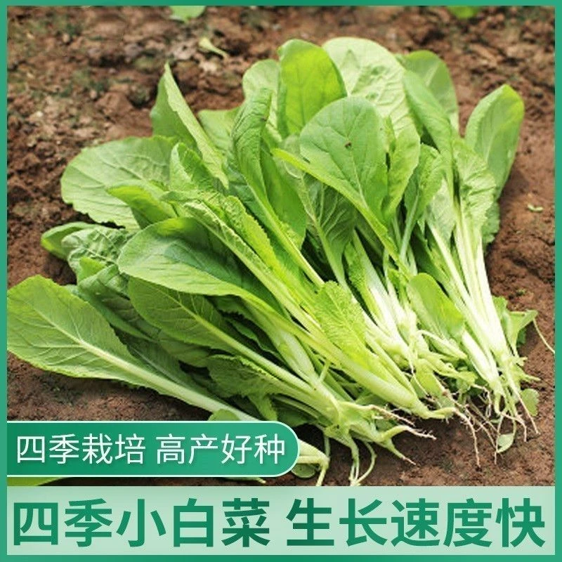 四季奶油小白菜种子速生快菜菜籽种子四季籽易种高产优选耐寒播种