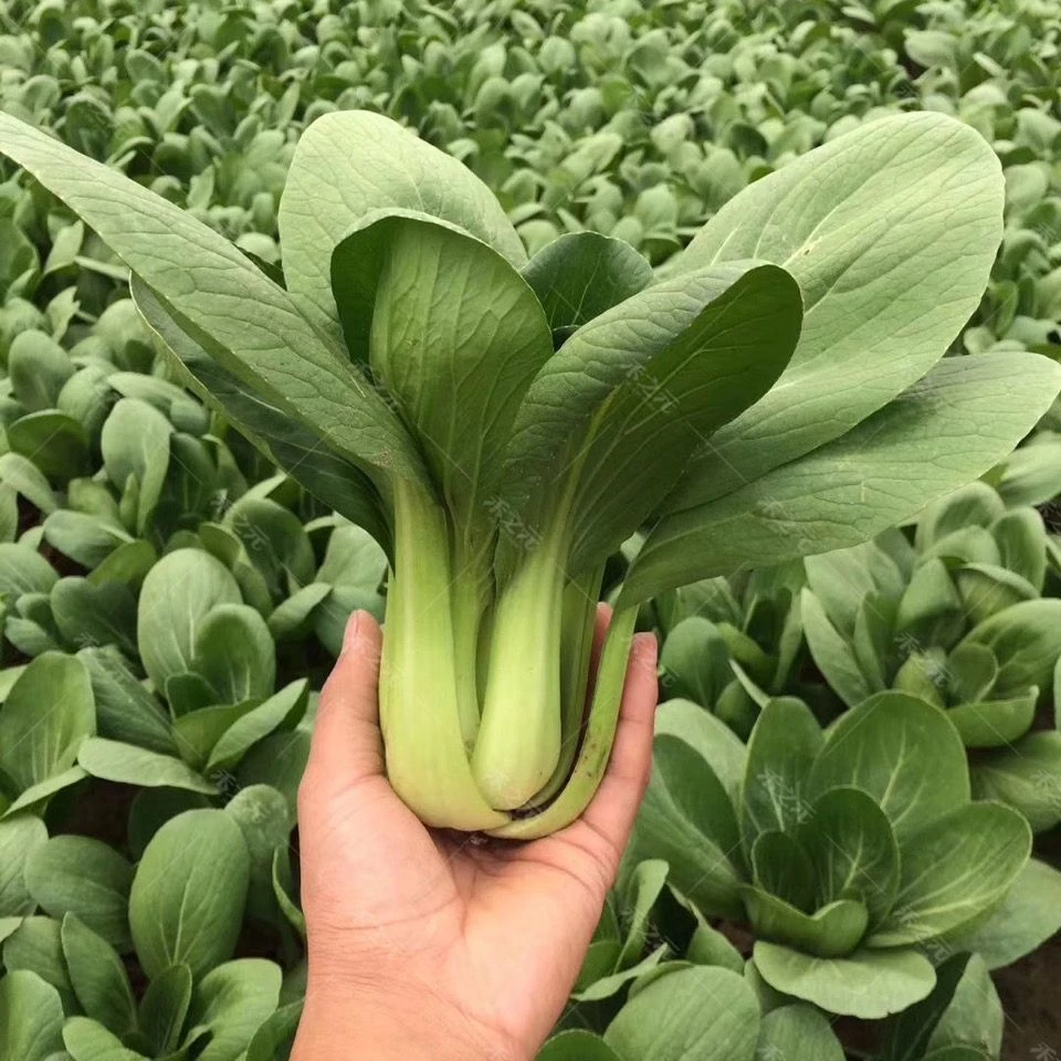 上海青油菜小白菜新鲜蔬菜四季耐寒耐热盆栽易种四季栽培播种自种