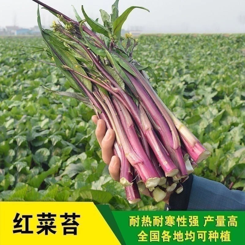 十月红菜苔种子高产过冬蔬菜阳台耐寒抗热红苔菜籽易饱满紫红色