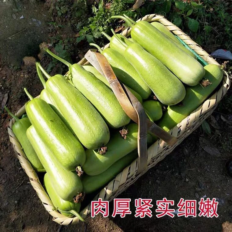 牛奶白玉丝瓜种子香嫩长丝瓜肉丝瓜种子早熟易种春季播种低温种植