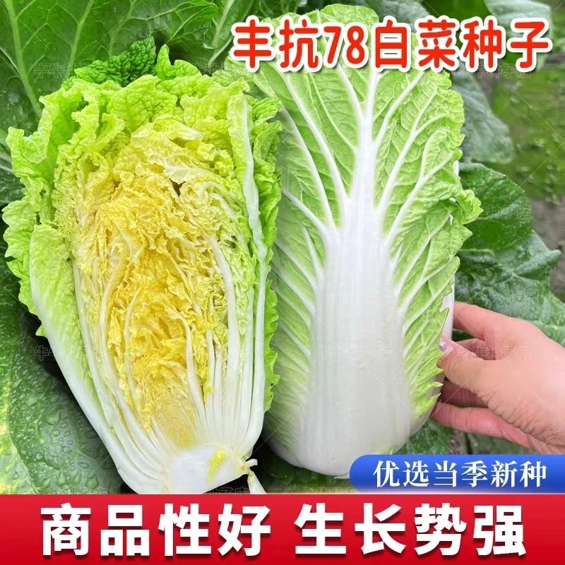 丰抗78白菜种子杂交大白菜种籽高产四季阳台秋冬菜籽新鲜春季栽培