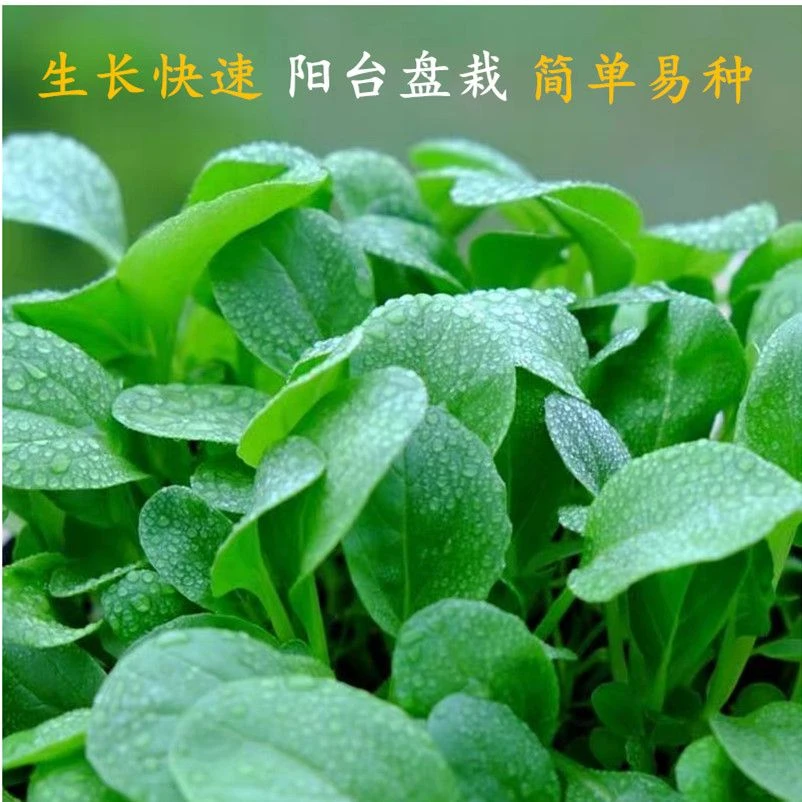鸡毛菜种子水白菜四季小白菜青菜油菜种籽上海青易种新鲜播种圆形