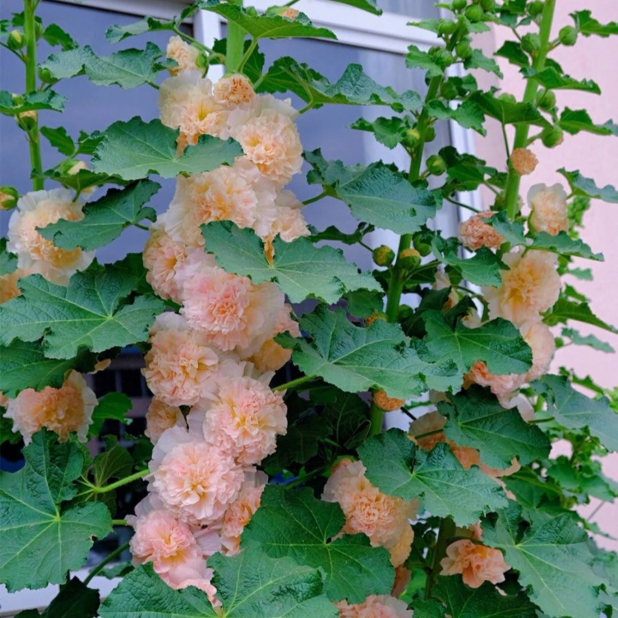 【满五包发货】重瓣蜀葵花种子四季播种耐晒室内阳台庭易种