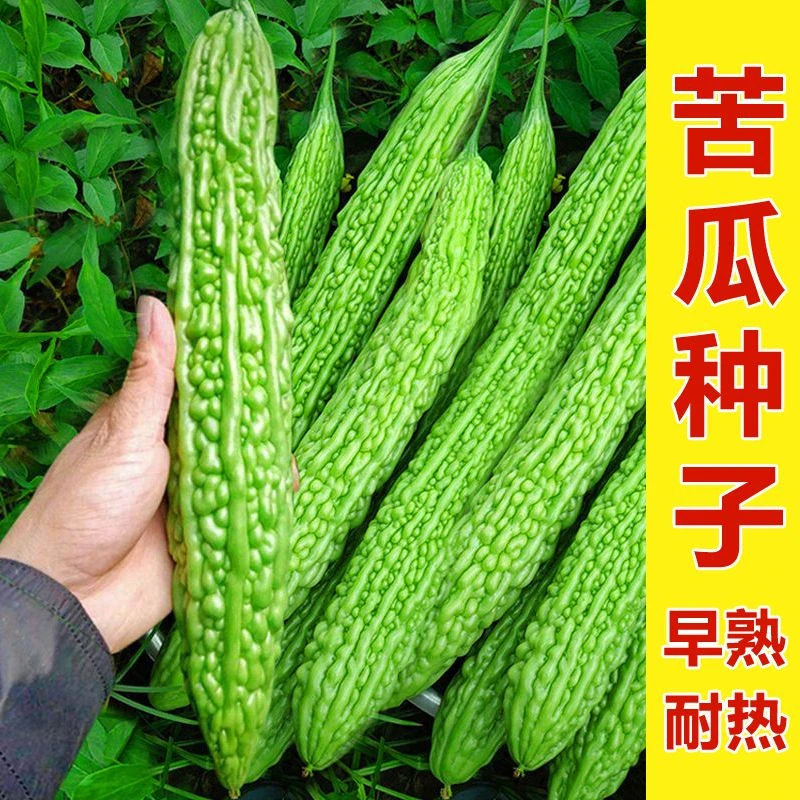 长绿苦瓜种子凉瓜高产癞葡萄瓜疙瘩绿早熟耐香菜香葱绿色栽培低温