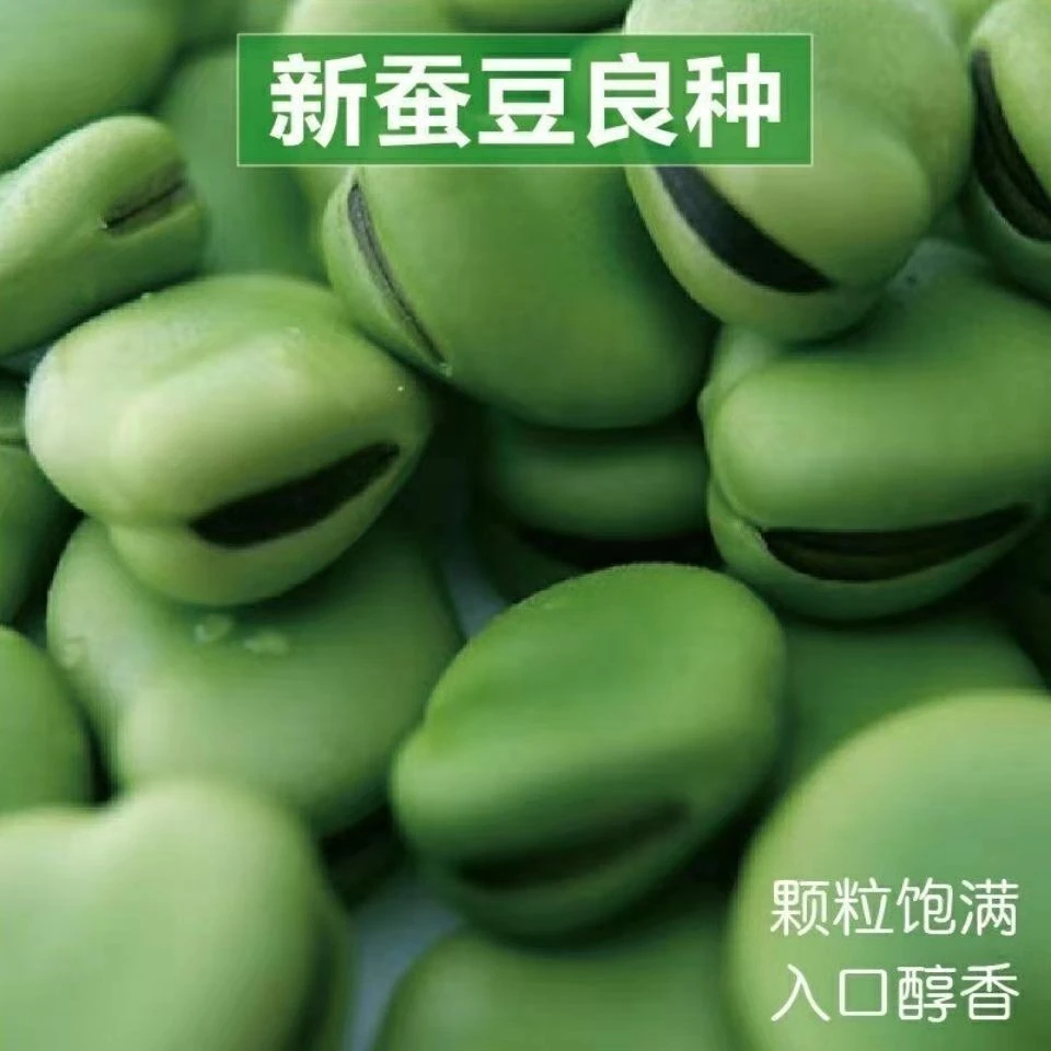 蚕豆种子罗汉豆种籽 A特大高产蚕豆种子早熟耐寒蔬菜种子蚕豆种子