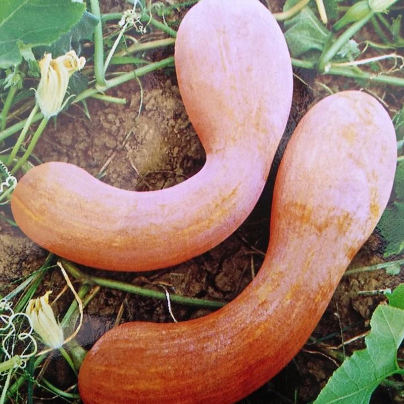 金钩南瓜种子黄狼密本吊瓜种四季种植易种春季耐寒播种耐热早春