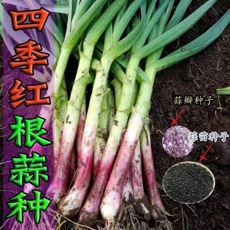 红头大蒜苗种子宽叶紫皮红头大蒜红皮大蒜苗种春秋四季种植施肥