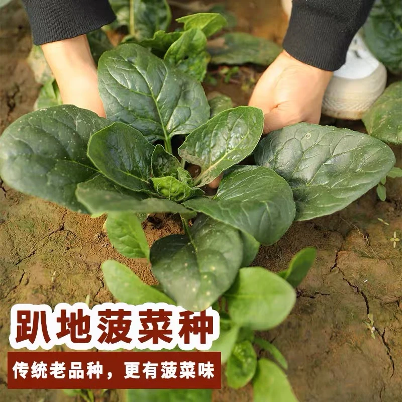 趴地菠菜种子秋冬季耐寒籽种蔬菜越冬波菜种籽孑菜籽菜种老品种