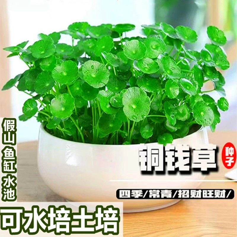铜钱草种子水培办公室盆栽花卉绿植金钱草绿孔雀四季阳台盆栽种植
