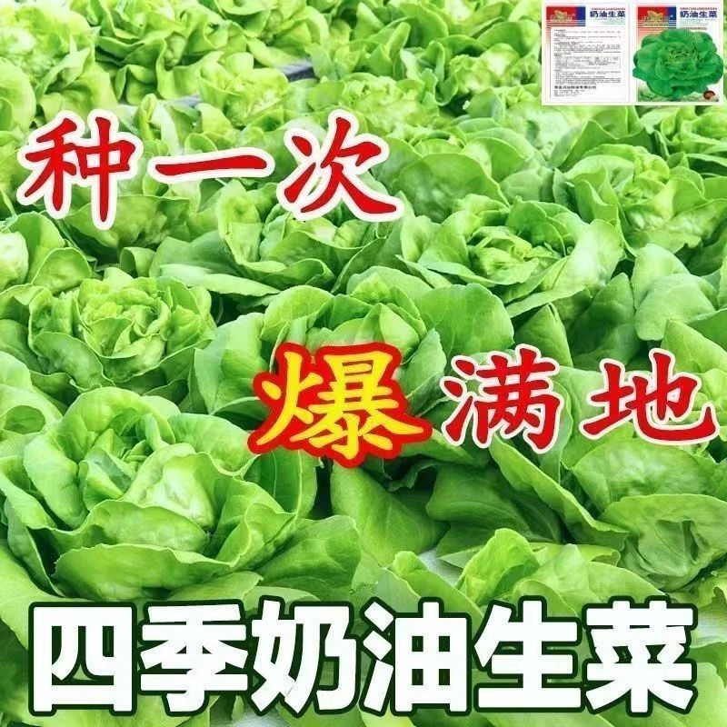 新种四季奶油生菜种子 农家田园阳台泡沫箱种植菜籽栽培耐寒美观